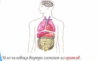 Строение тела человека с описанием органов