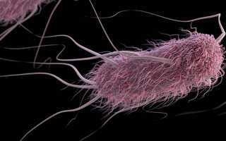 Кишечная палочка Эшерихия коли (Escherichia coli)