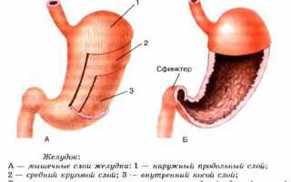 Отделы желудка человека – строение и формы желудка